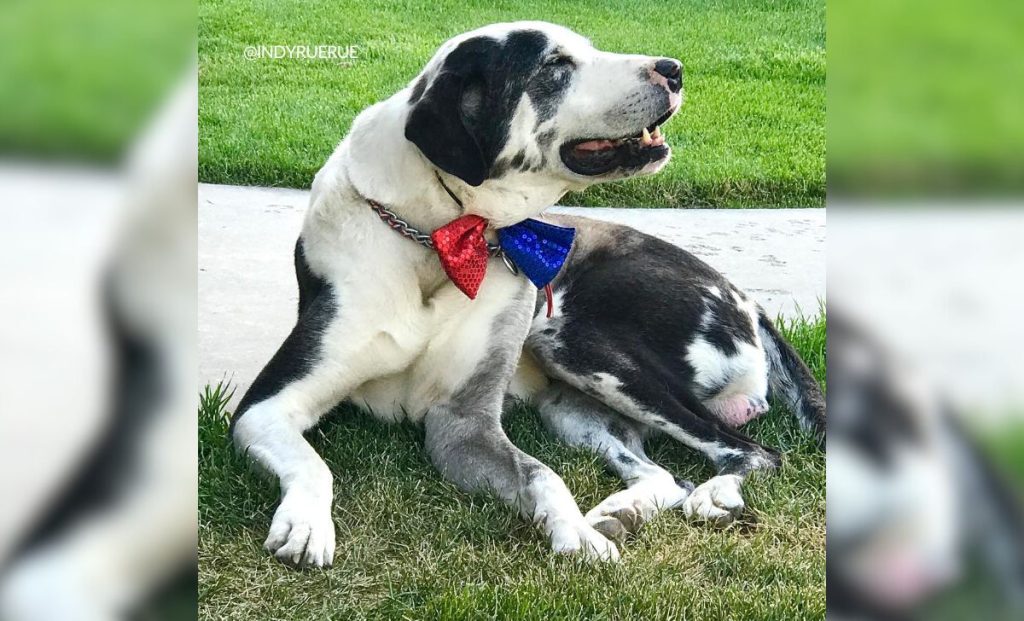 Anatolian Shepherd x Great Dane Mix