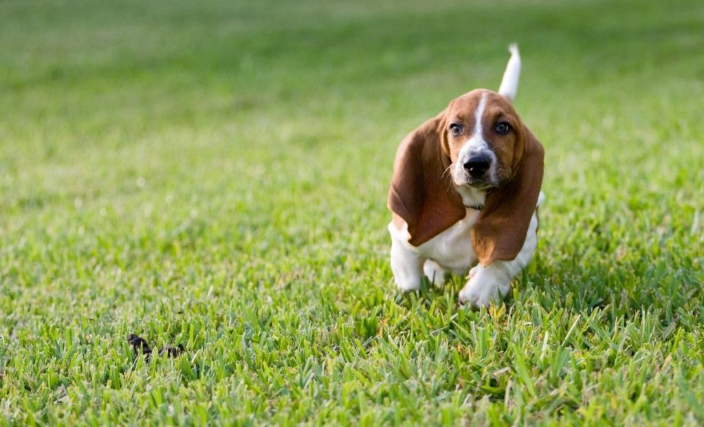 Basset Hound