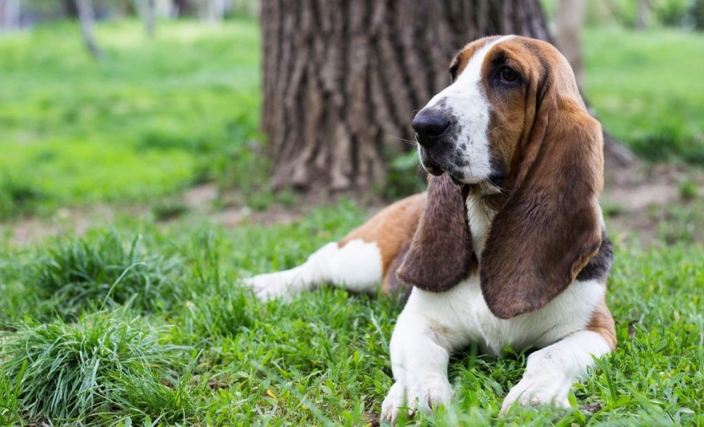 Basset Hound