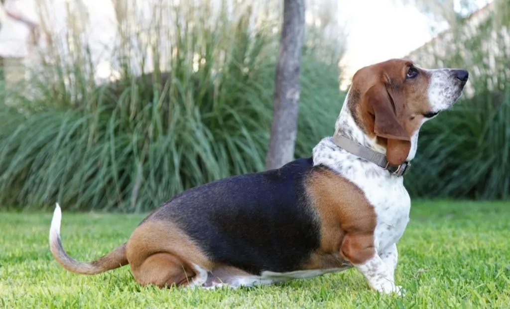 Basset Hound