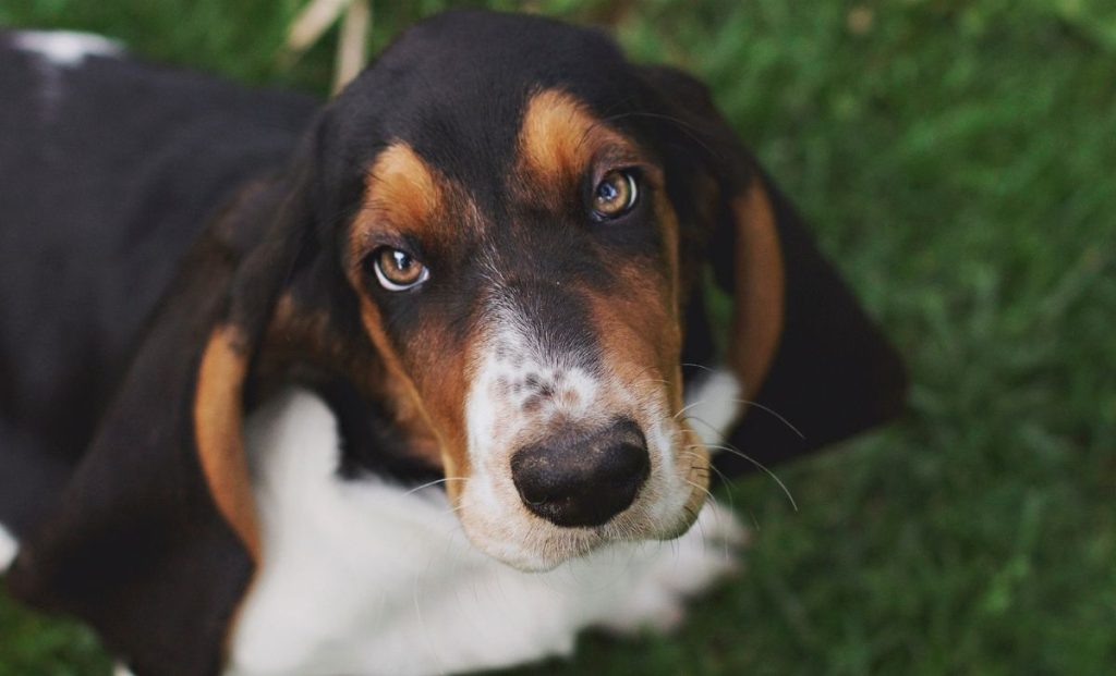 Basset Hound