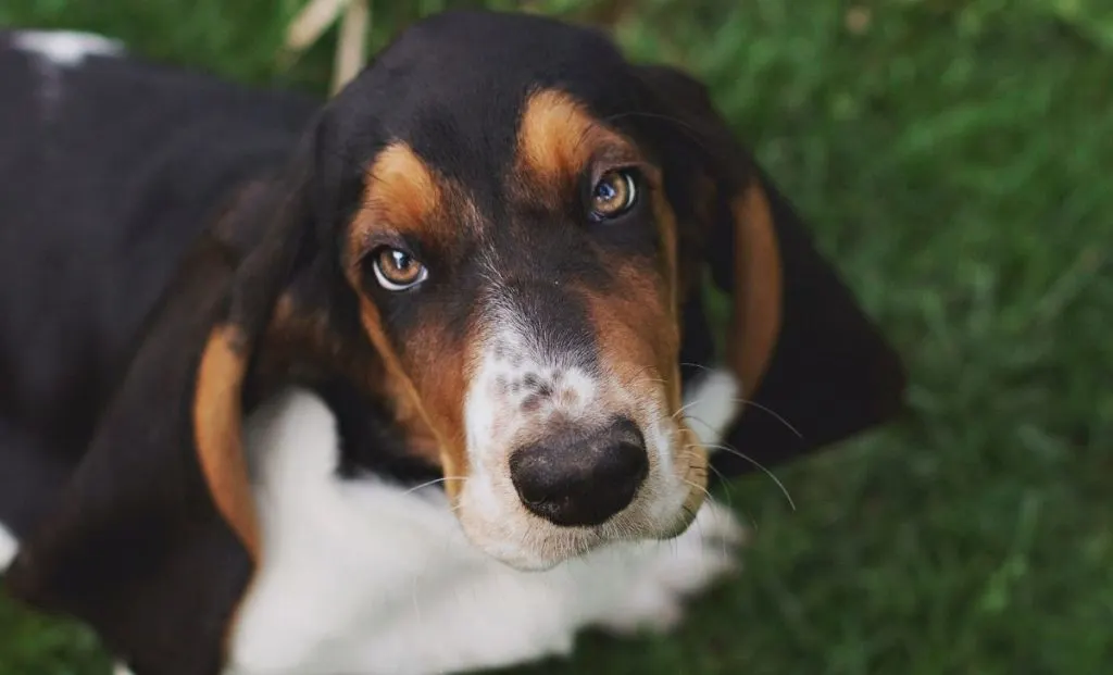 Basset Hound