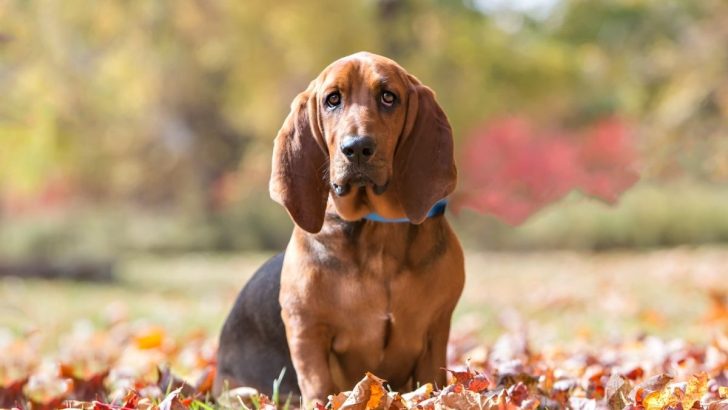 Basset Hound Growth Stages And Care Tips