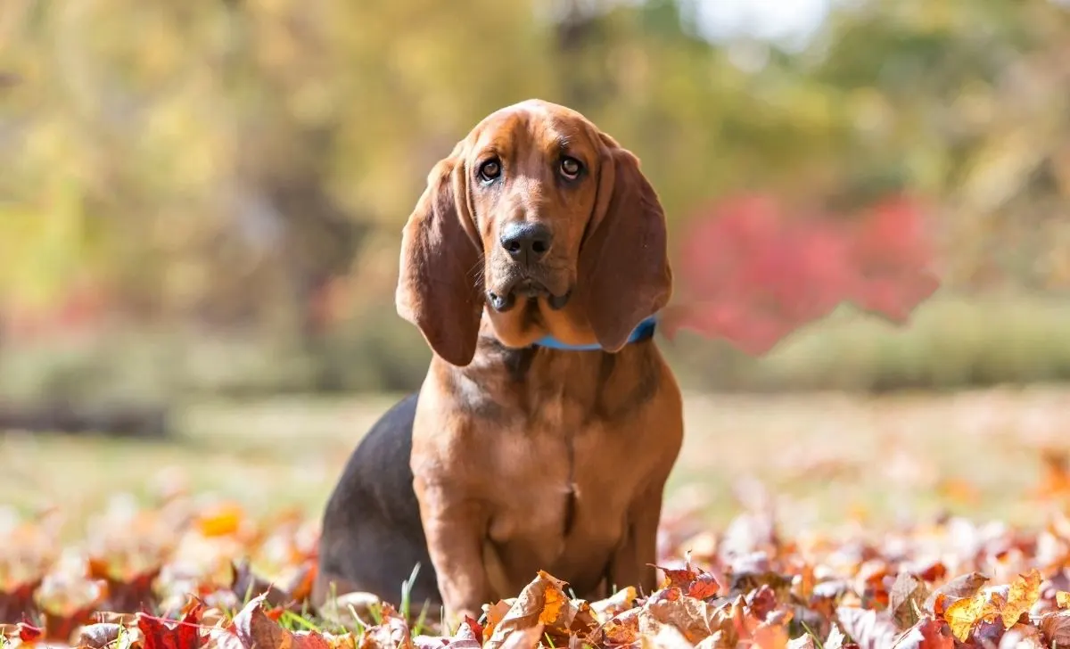 Basset Hound