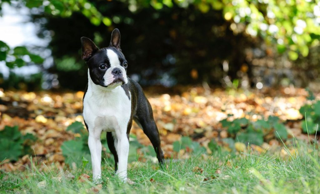 Black and white boston terrier