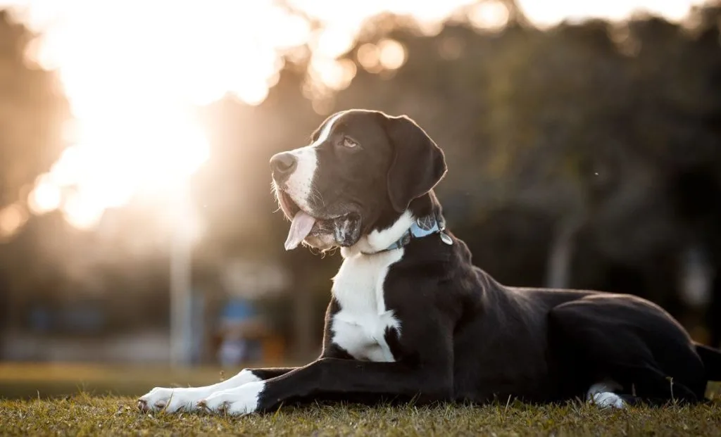 Black and white great dane