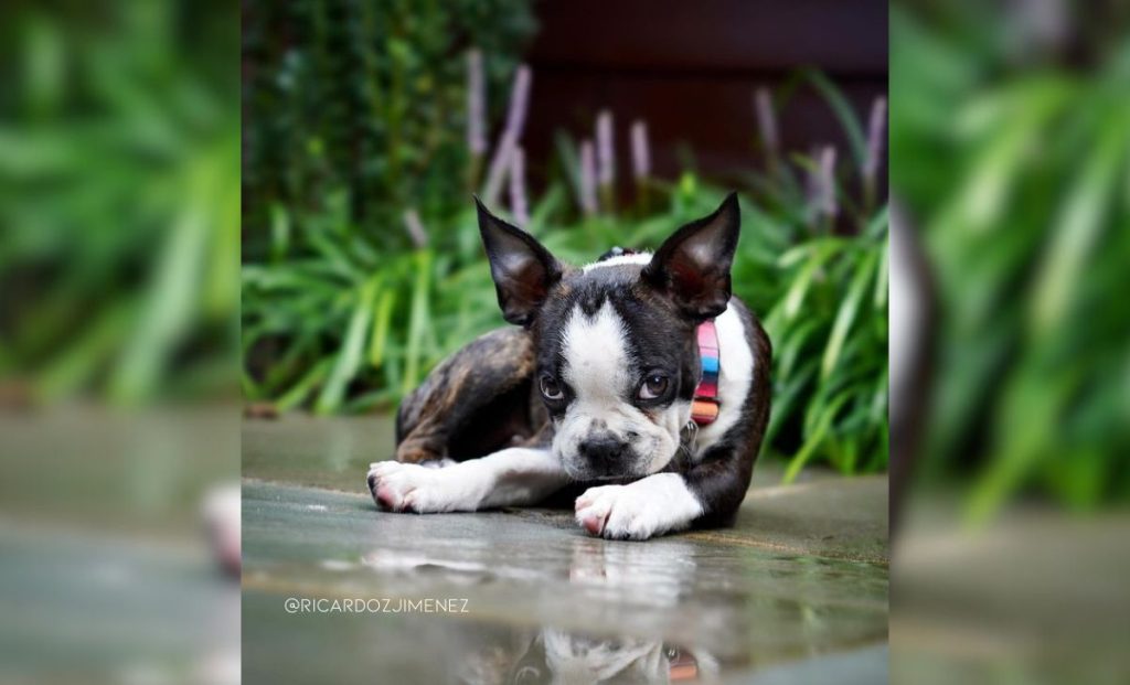 Black brindle and white boston terrier