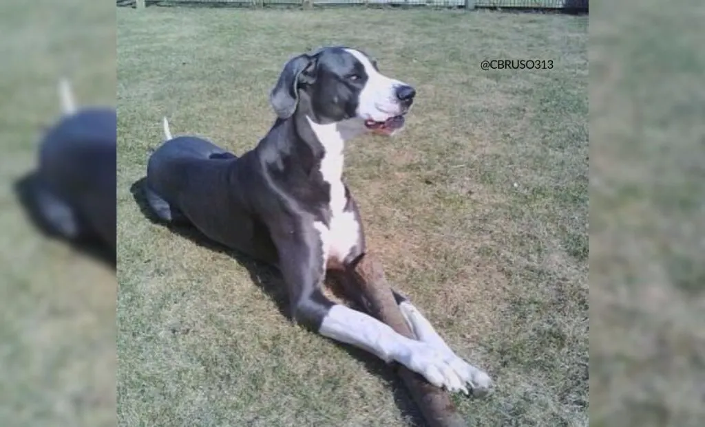 Blue And White great dane