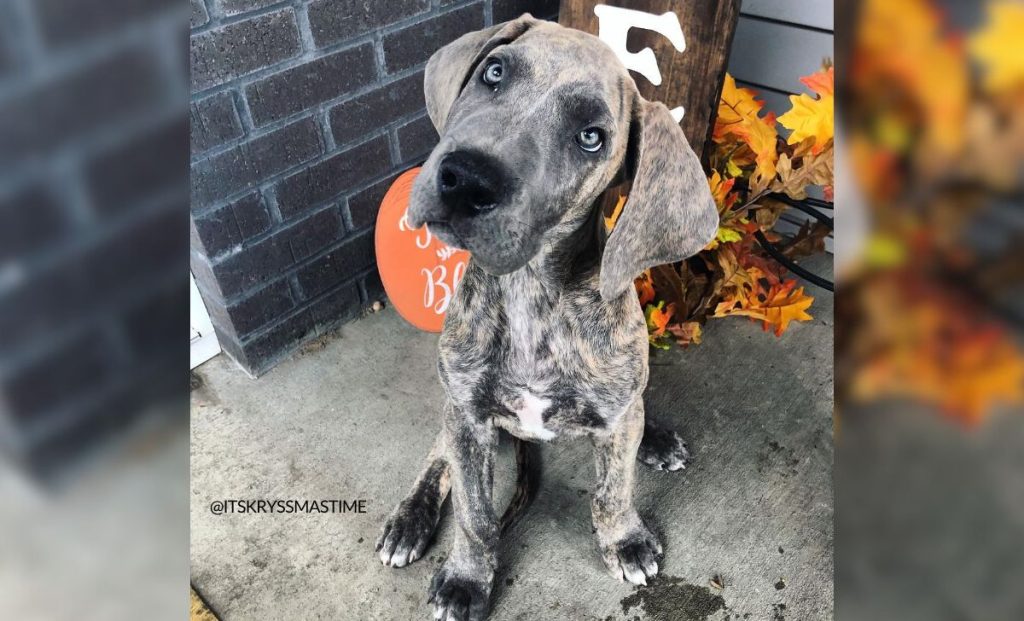 Blue Brindle Great Dane