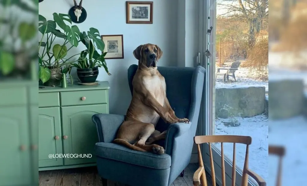 Blue Fawn Great Dane