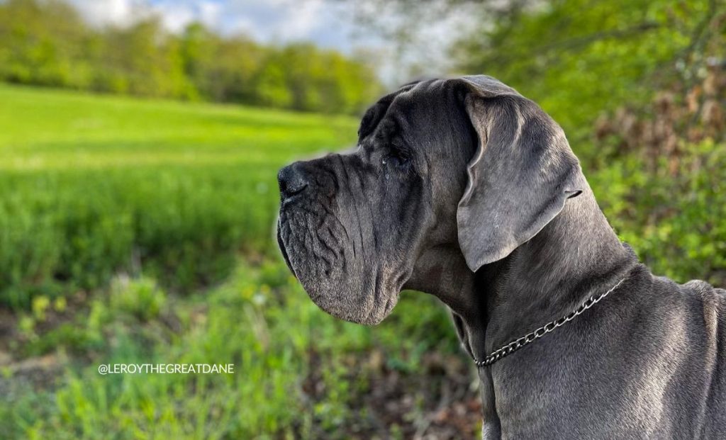 Blue Great Dane