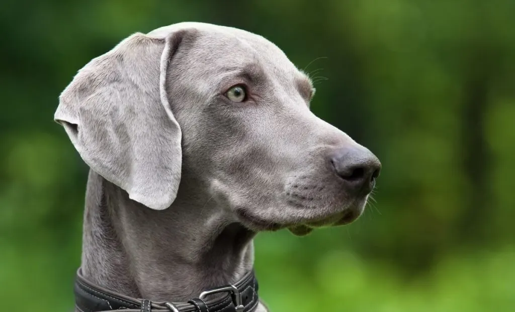 Blue Weimaraner