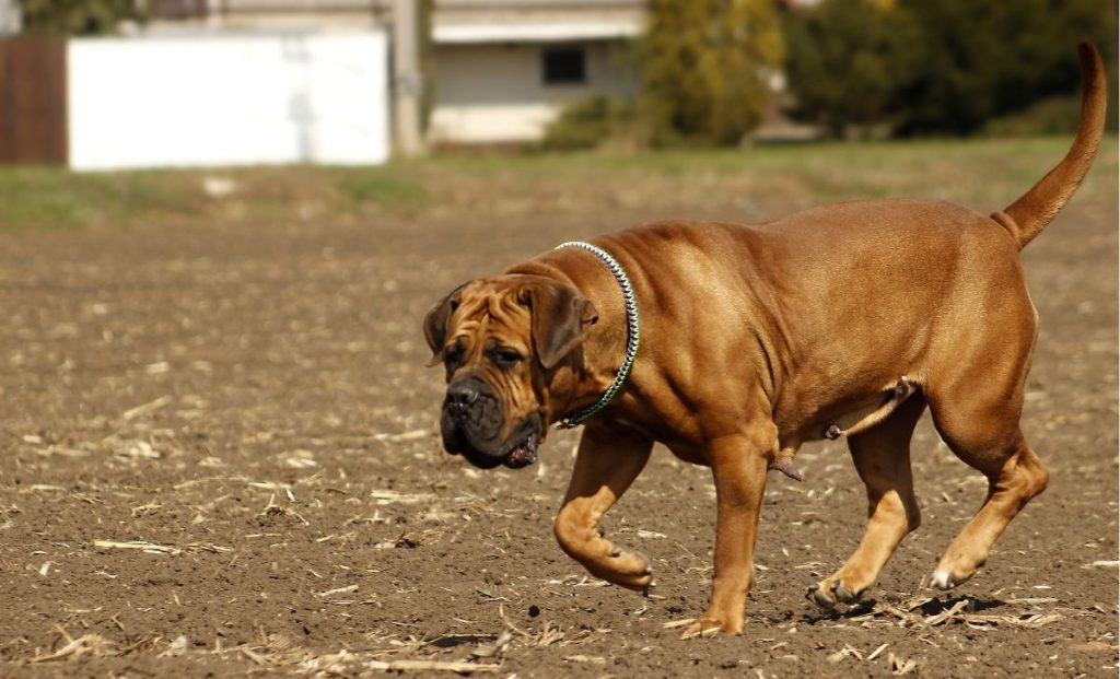 Boerboel