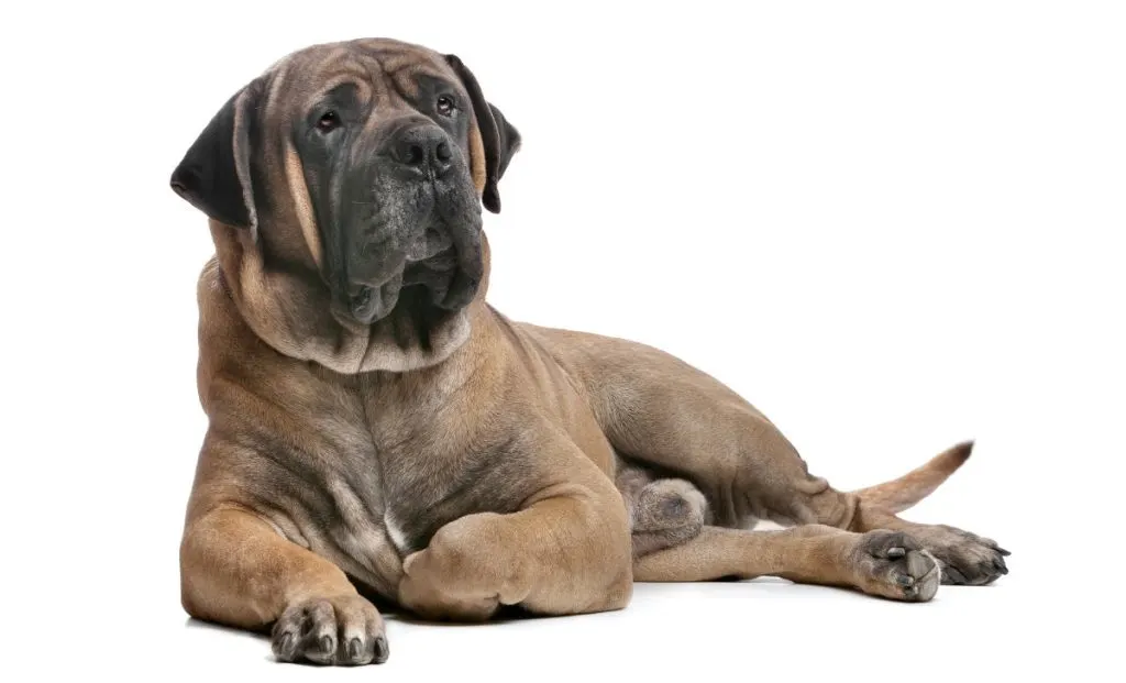 Boerboel