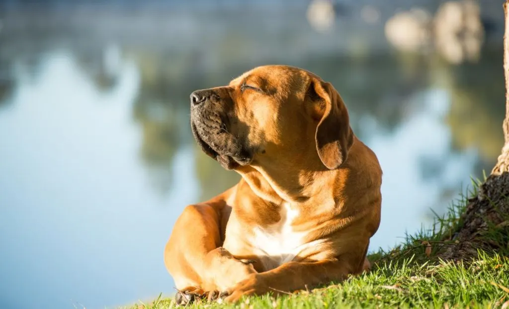 Boerboel