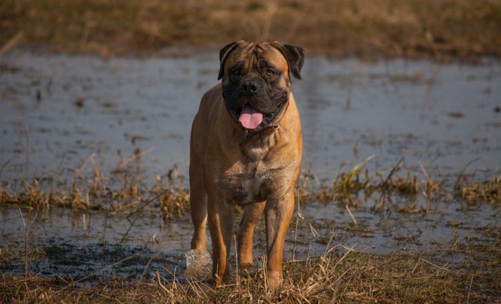 Boerboel