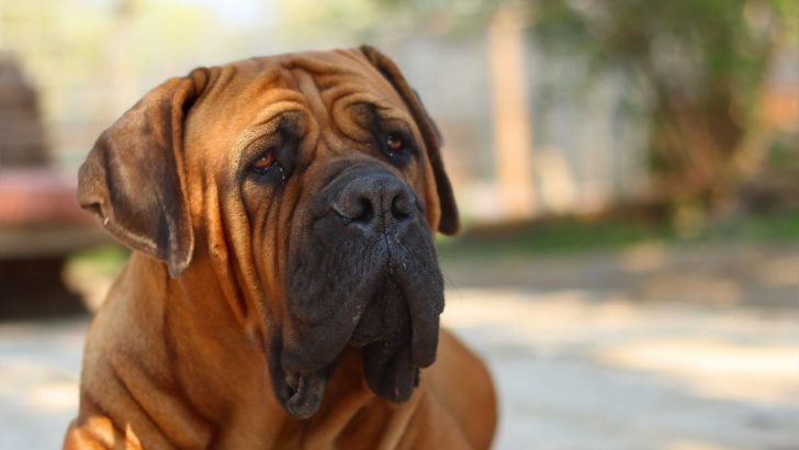 3 Best Boerboel Breeders Texas Has That You Can Trust