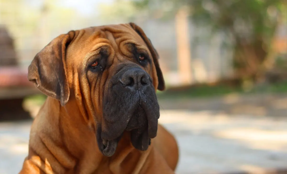 Boerboel