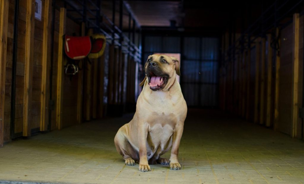 Boerboel