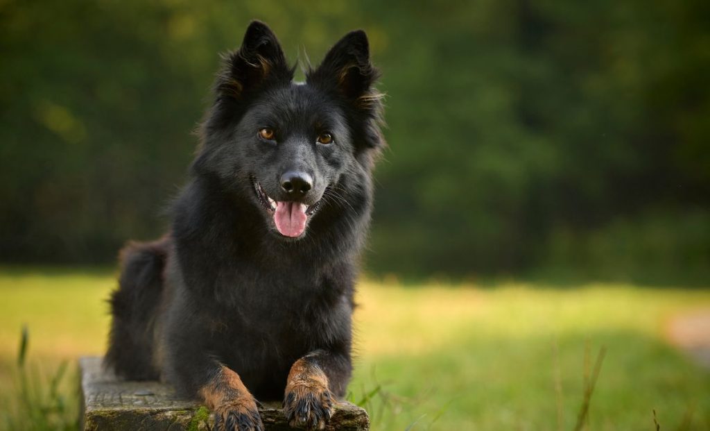 Bohemian Shepherd 