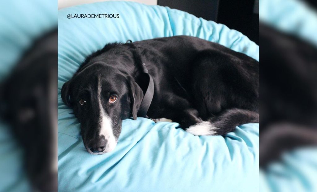 Border collie x great dane mix