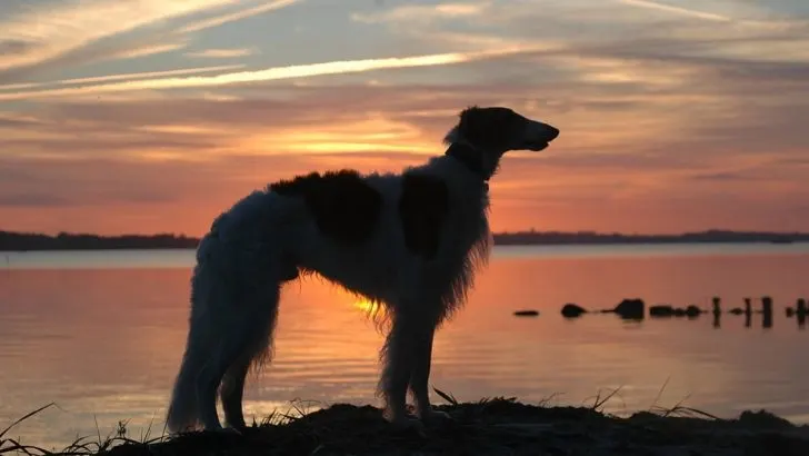 19 Borzoi Mixes With Long Snouts And Loving Hearts
