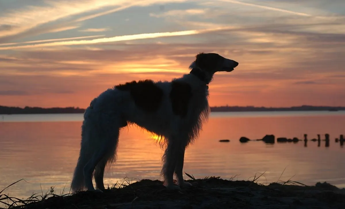 Borzoi