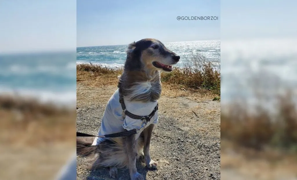 Borzoi golden retriever mix