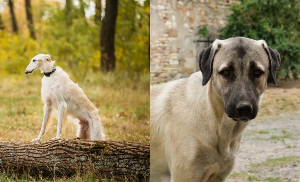 Borzoi x Anatolian Shepherd