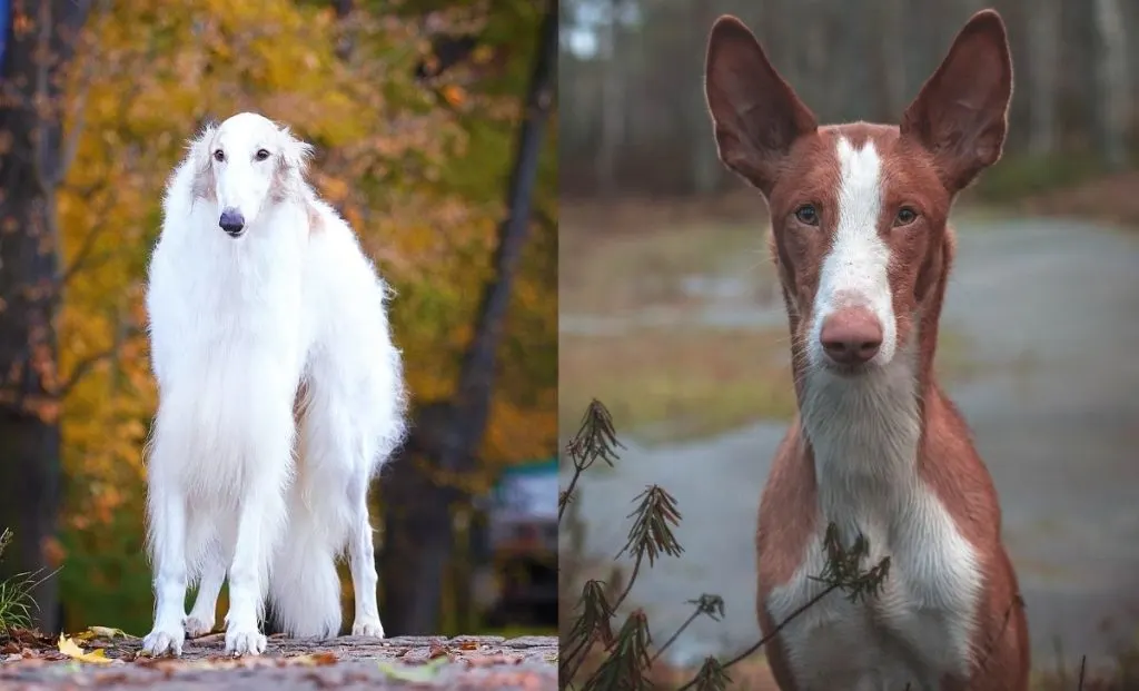 Borzoi x Ibizan Hound