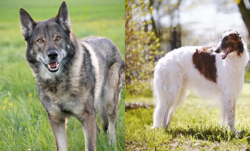 Borzoi x Wolfdog