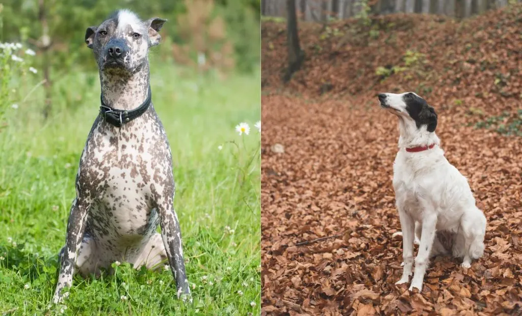 Borzoi x Xoloitzcuintle