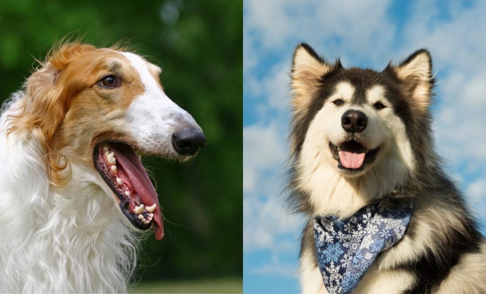 19 Borzoi Mixes With Long Snouts And Loving Hearts