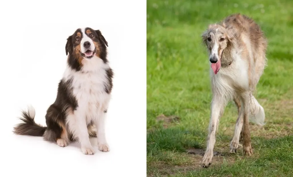 Borzoi x australian shepherd