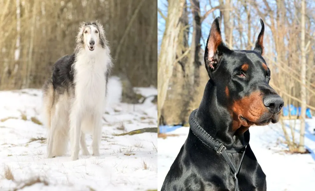 Borzoi x doberman