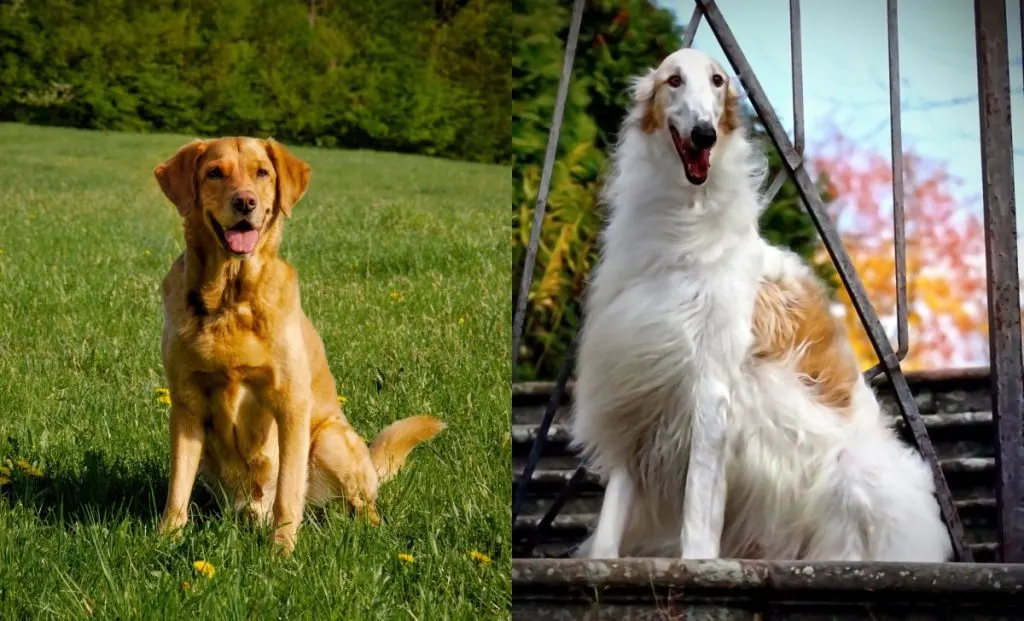 Borzoi x labrador