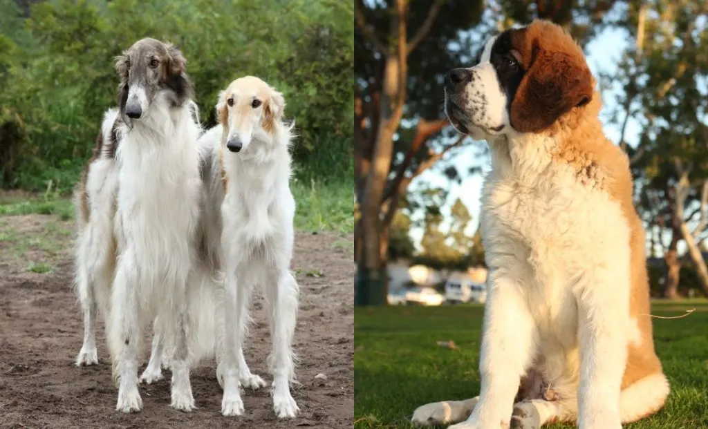 Borzoi x saint bernard