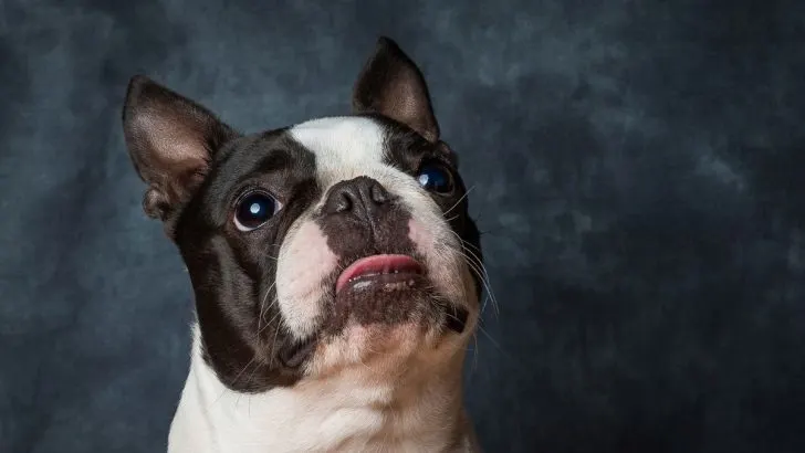 15+ Adorable Boston Terrier Colors You Won’t Resist