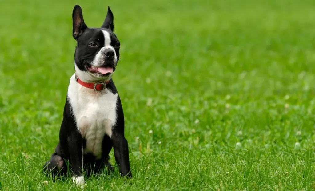 Boston Terrier 