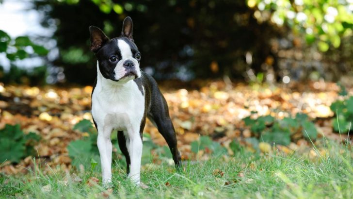 Boston Terrier Growth Chart For Raising The American Gentleman 