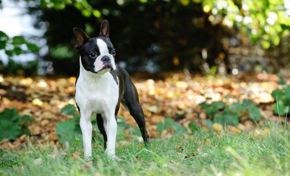 Boston Terrier