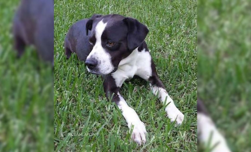 Boston Terrier and Weimaraner