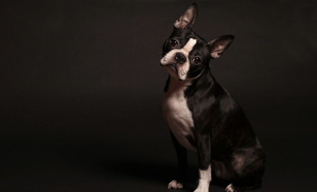 Boston terrier