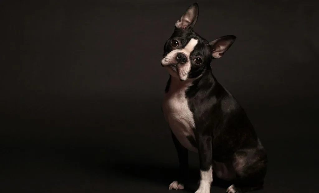 Boston terrier