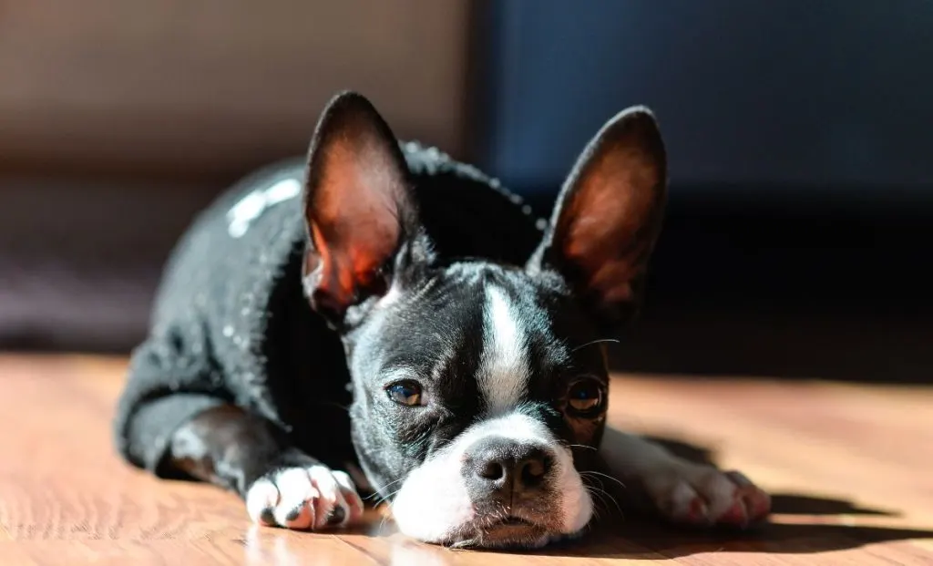 Boston terrier