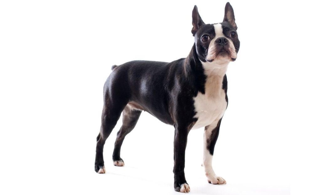 Boston terrier