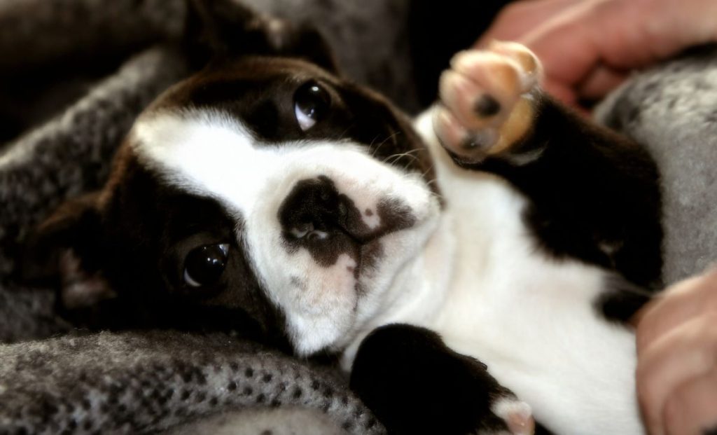 Boston terrier puppy