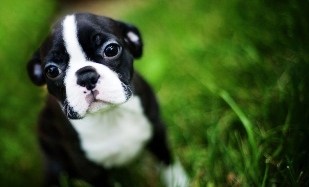 Boston terrier puppy