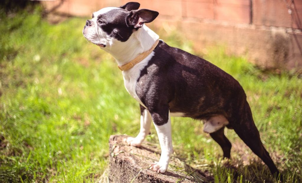 Boston terrier puppy