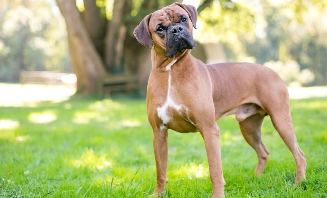 Boxer Growth Chart Tracking Your Furry Tornado's Development